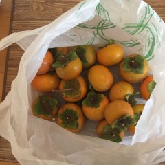 我が家の柿の実