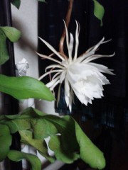 【お題日記】今年はどんな年でしたか？