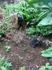 【お題日記】お気に入りの動物動画貼って♪