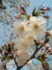 春といえば・・・