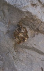 夏の日差しの巣つくり