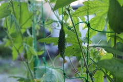 猛暑続きの梅雨の朝