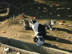 毛が生えたようなもの