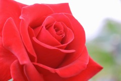 ダイヤモンドになる