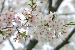 みんなでさくらを