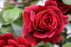 俺を見るんじゃねぇ！！