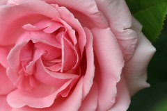 薔薇に関する専門的な説明