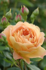 右から入って　右へと抜けていく