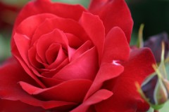 美しい花写真を撮る方法