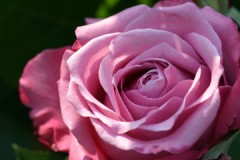 気分的には「休み」でした