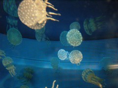 厄介者　が　人気者