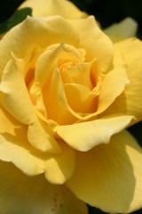 食べづらさ　ＭＡＸ！