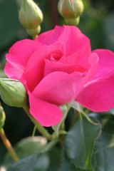 予約を取っておかねば。