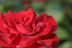 でかくなってる