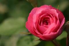 にしんそば・・・空振り