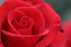 北海道にはキンモクセイが無いの！？