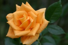 天使のような声