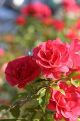 頭上まで上げろ