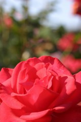 悲しみ＆哀れみ