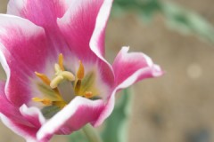 ヒマだったから