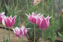 こっぱずかしい