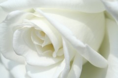 否定は　しない。