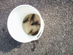 ぼくのなつやすみ