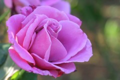 偉くなったもんだ