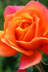 それぐらいのイキオイで