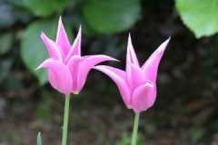 必・ＰＣ閲覧、出る幕が無い