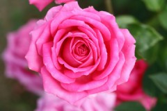 薄くなっていく