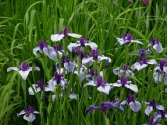 ご多分に洩れず