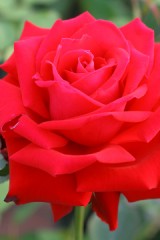 どうするんだ？