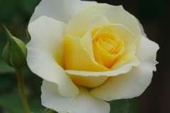 ハシゴ・オールスターズ