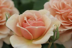 一個　落とした