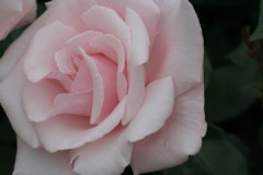 やっぱ　買おう