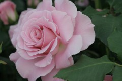 ほとんど　　それ。