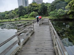 ボラが　いっぱい