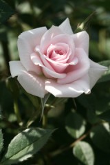 たいしたことが