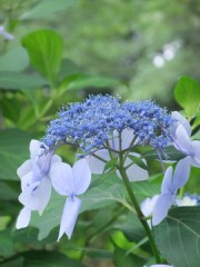 アジサイ