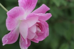 １０人ぐらいしか