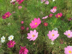 預け入れボタン