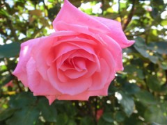 ゆっくりしよう