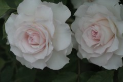 ふさがりチック