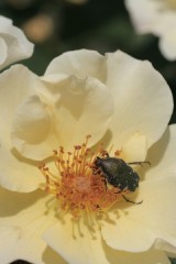 頭上からの攻撃