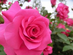 ダメージを喰らった