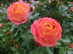 喰ってもらおう