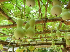 アルコールっぽい