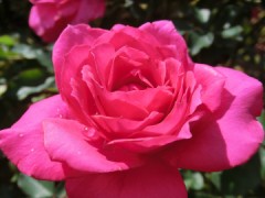 ホッと　している