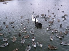 持ってきてれば